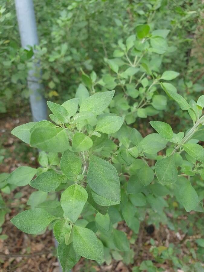 Prostanthera ovalifolia 8