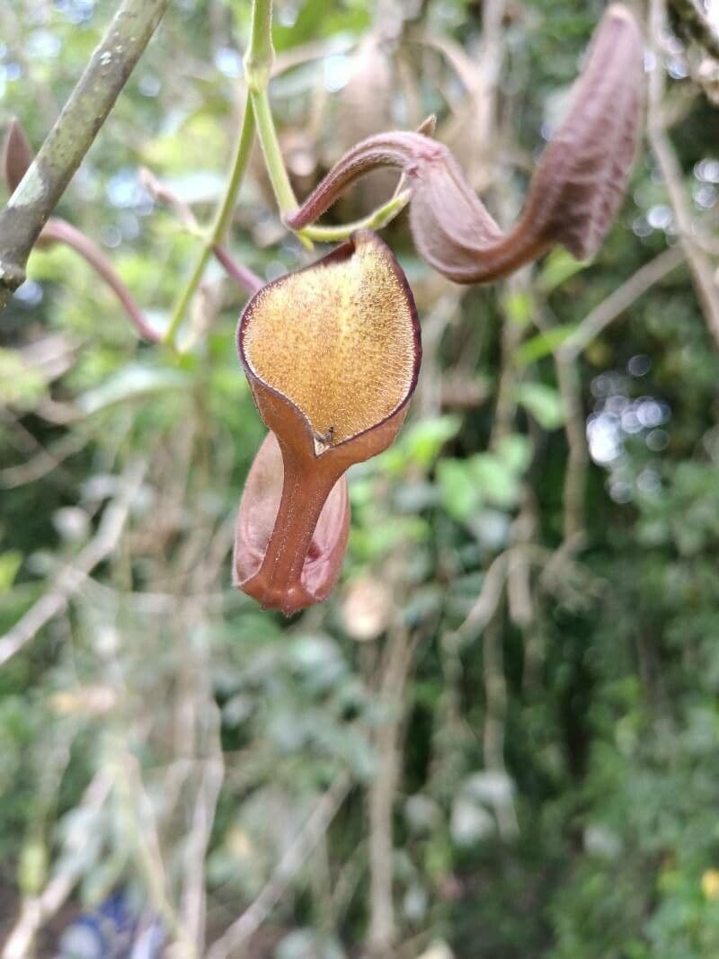 Floridaschwanz 6