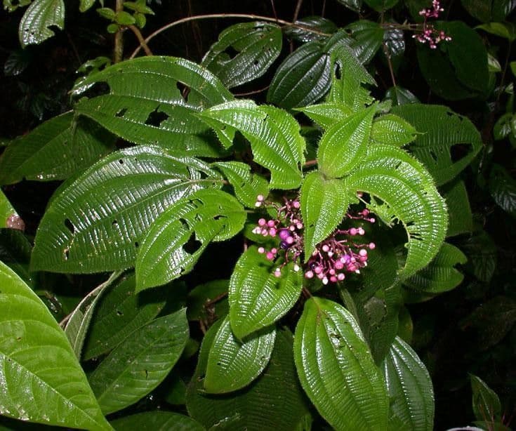 Conostegia 19