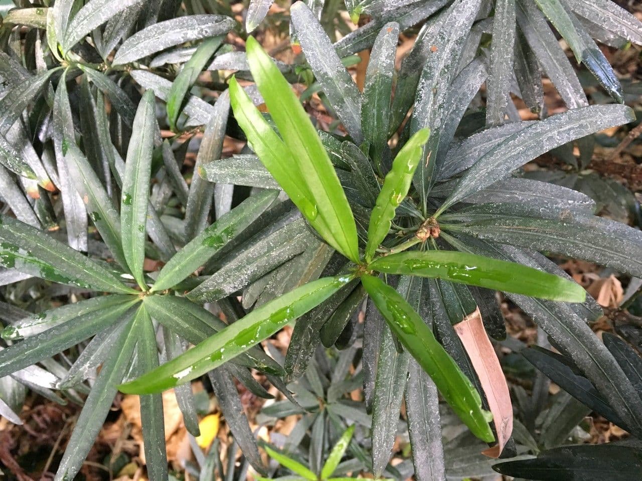 Steineibe 4