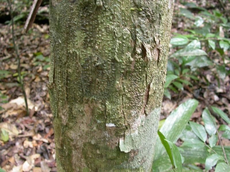 Eschweilera micrantha 13