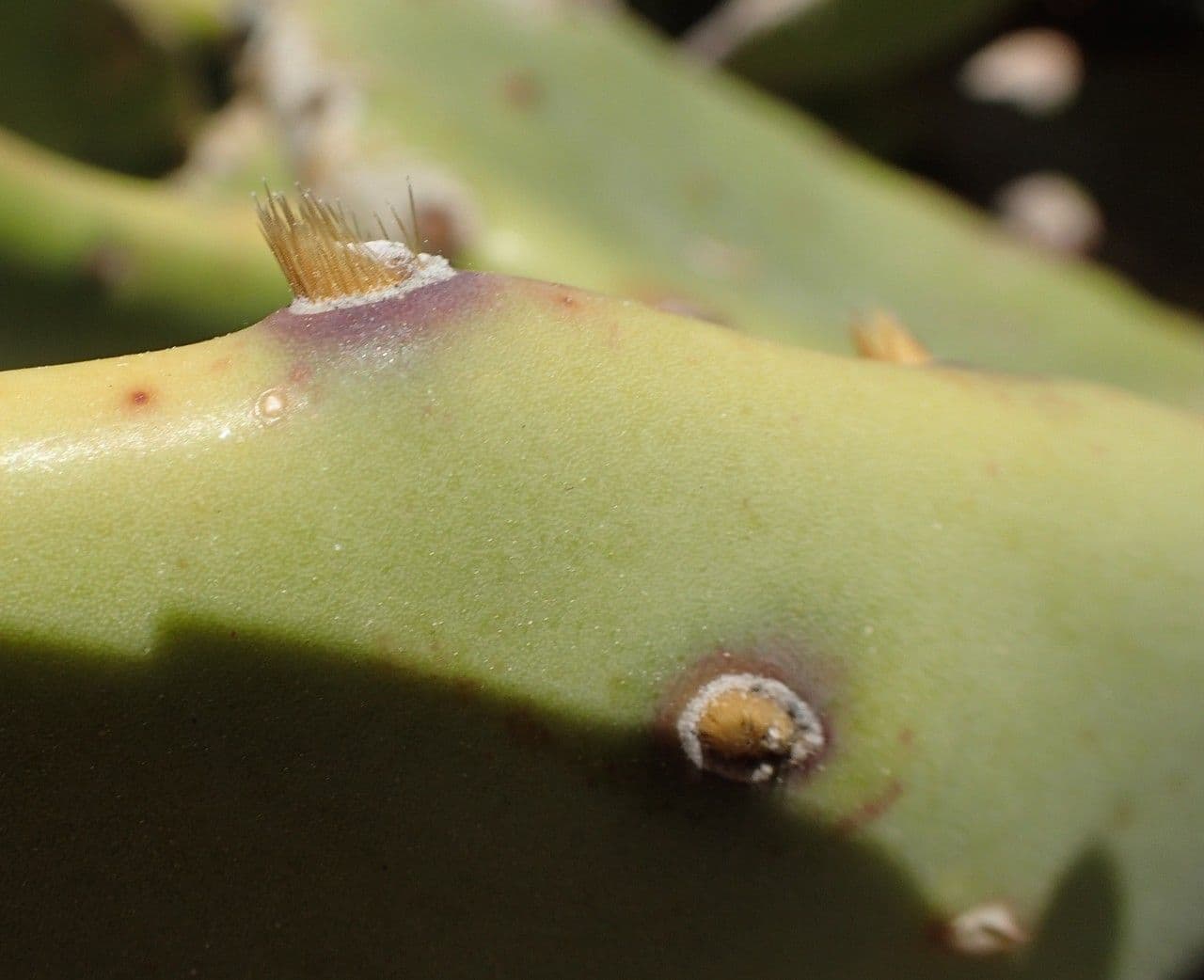 Erect prickly-pear 21