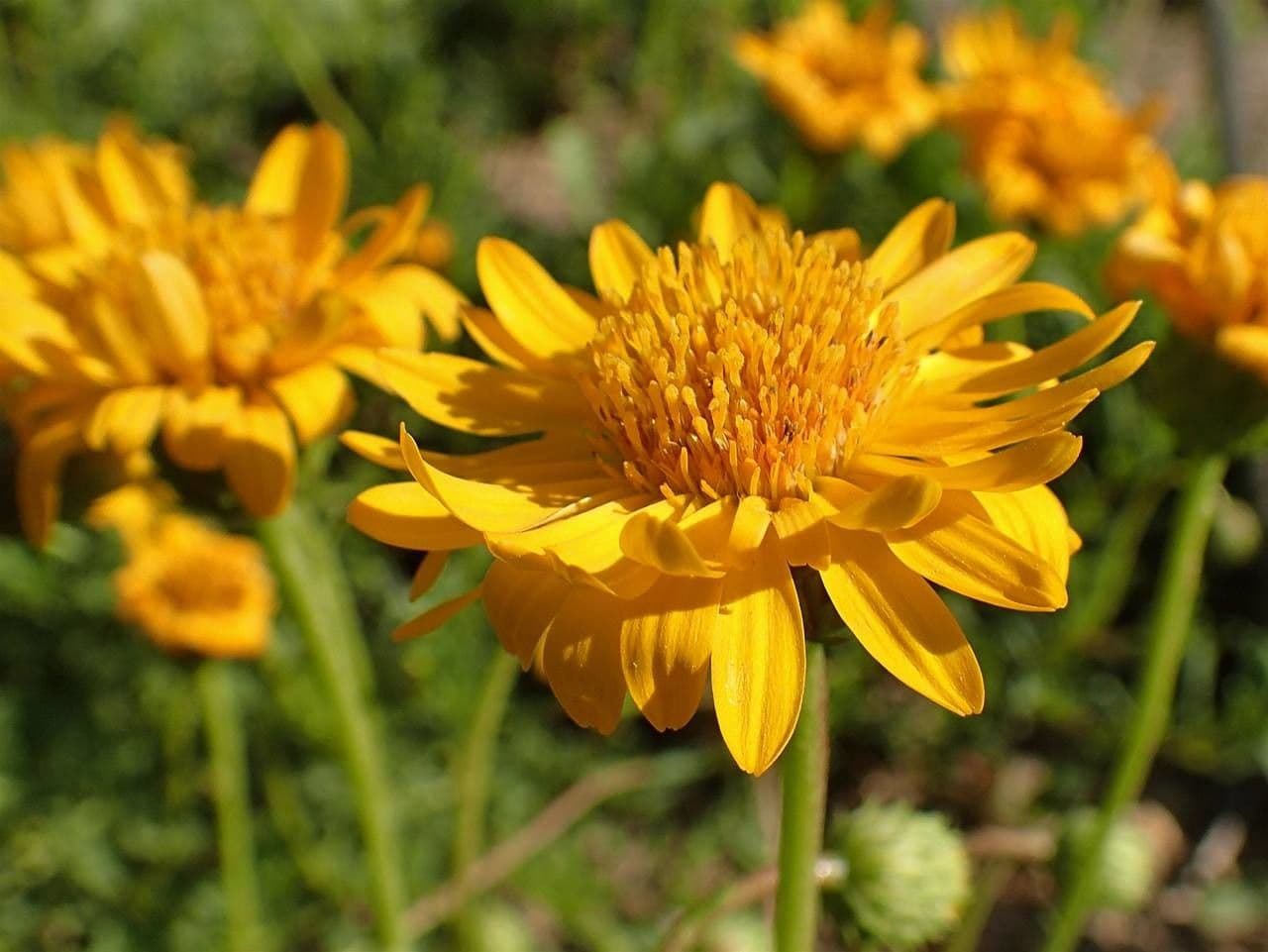 Haplopappus 3