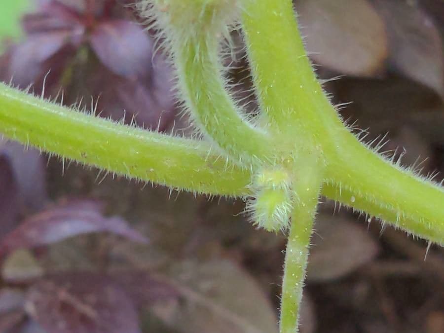 Bitter bottle gourd 24