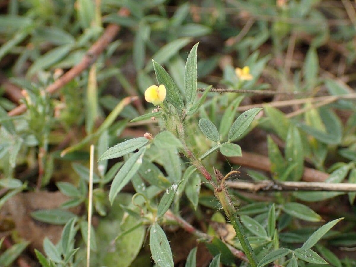 Strauchige Bleistiftblume 5