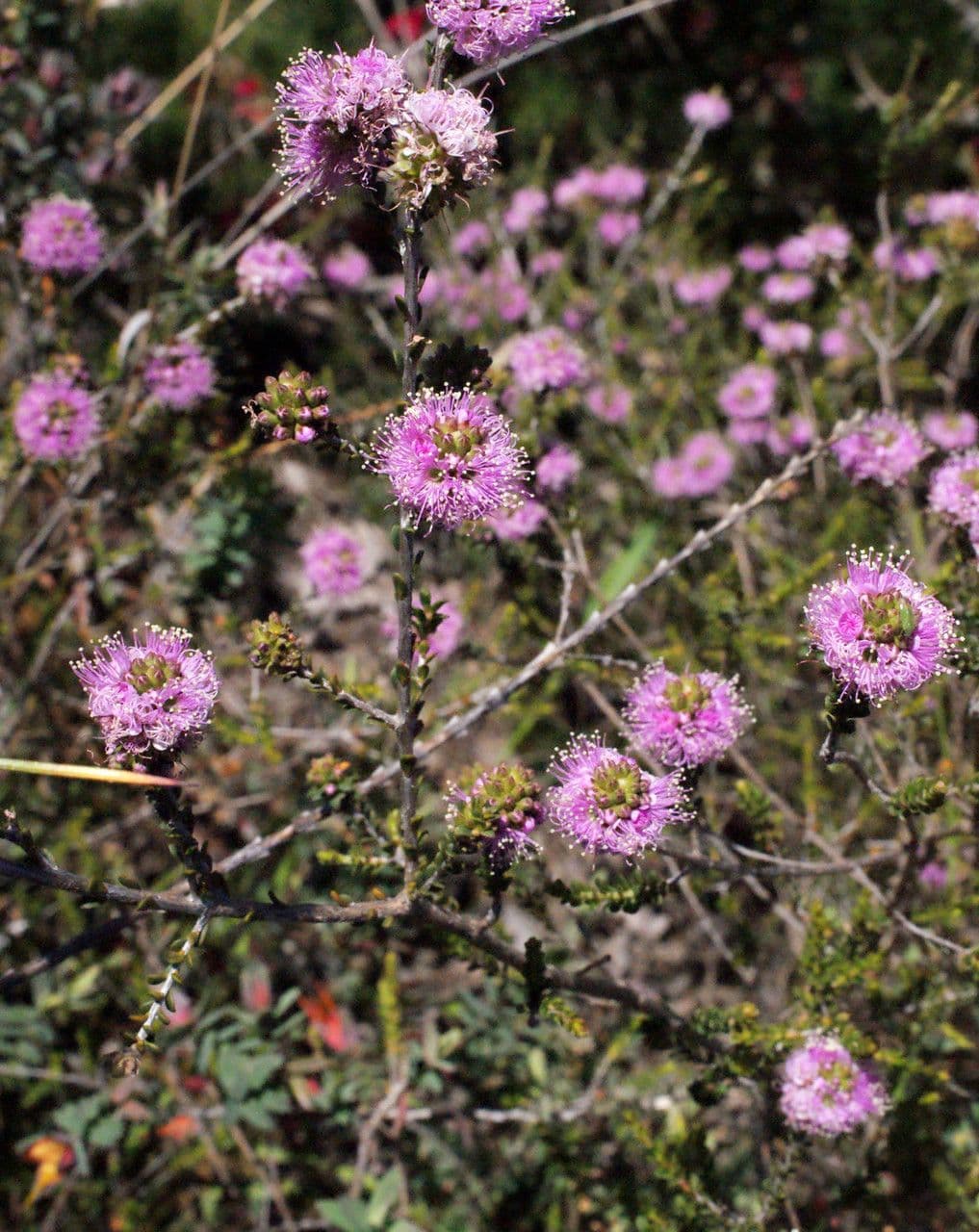 Kunzea 7