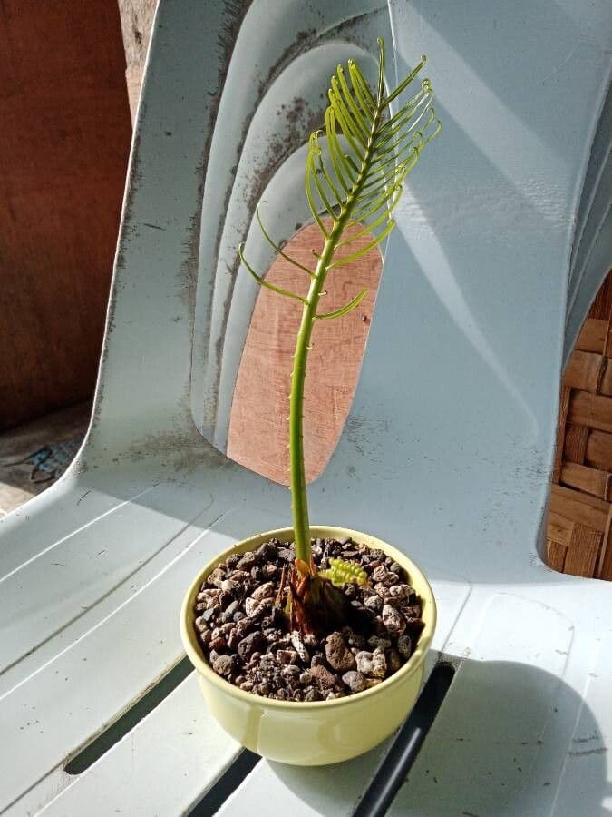 Kongo-Riesen-Palmfarn 12