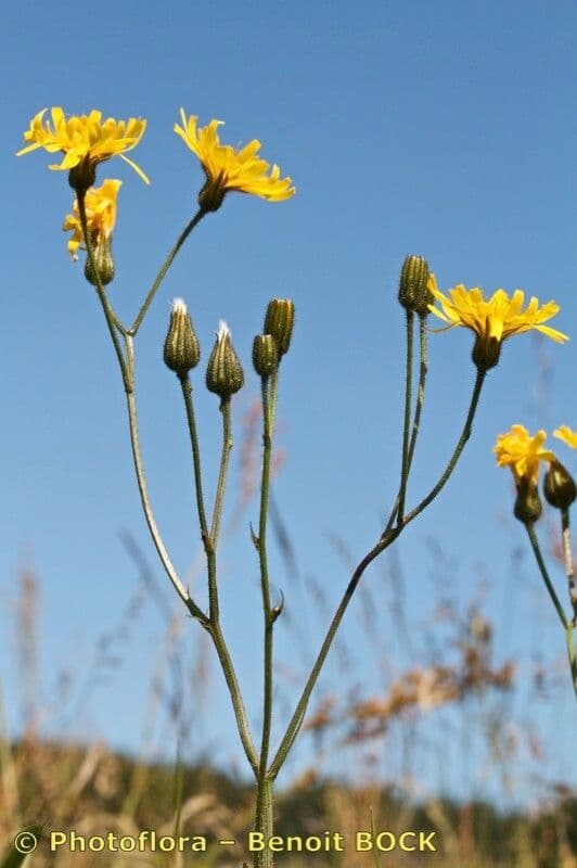 Radicchiella dolcigna 30
