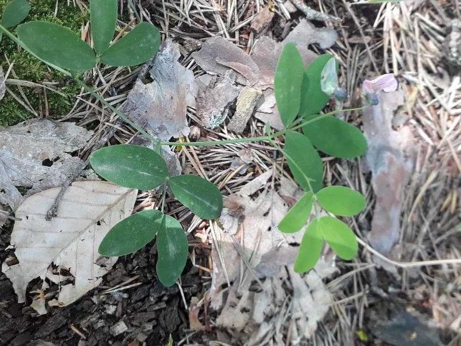 Groszek skrzydlasty 13