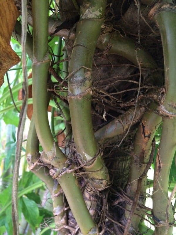 Syngonium 21