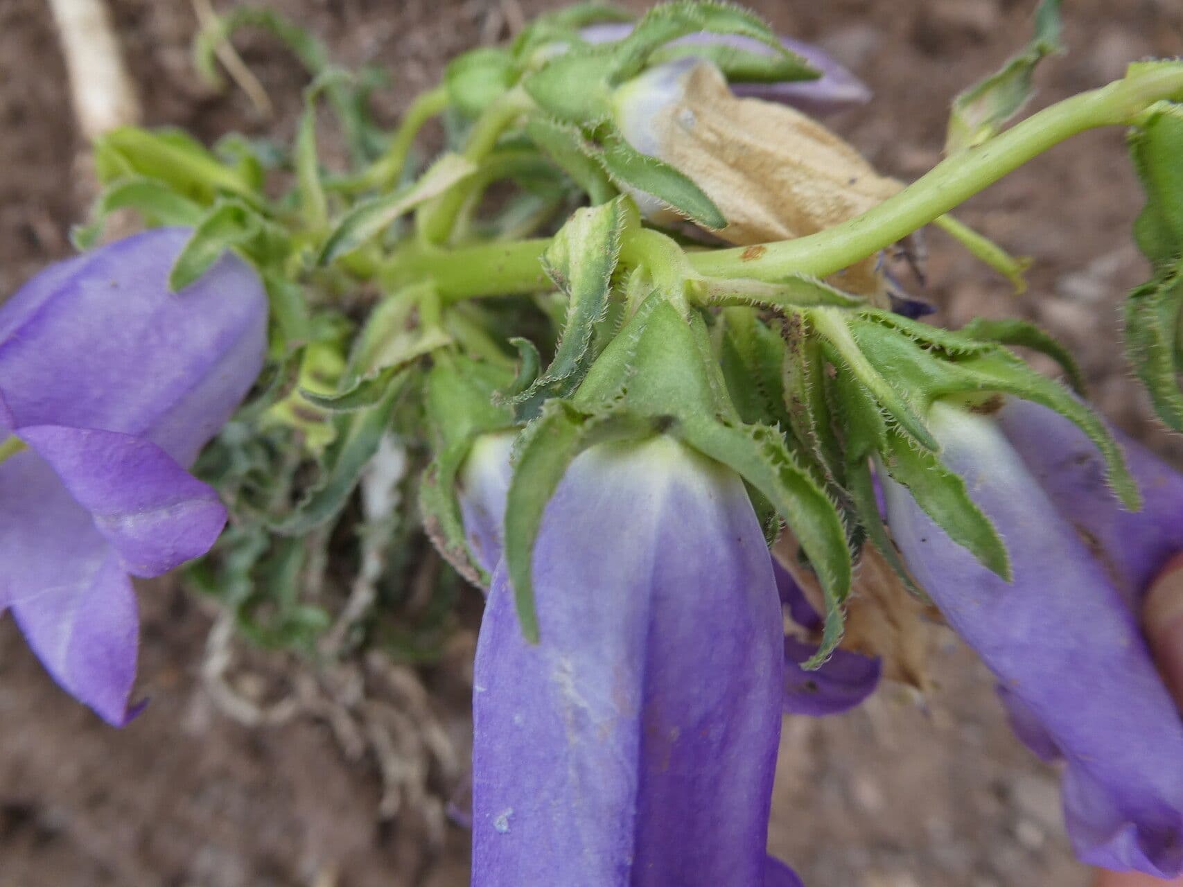 Campanula speciosa 26
