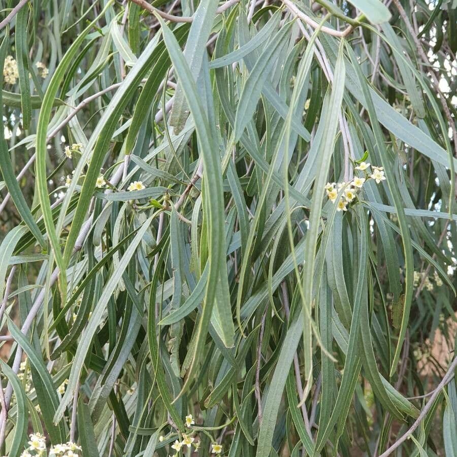 Geijera parviflora 7