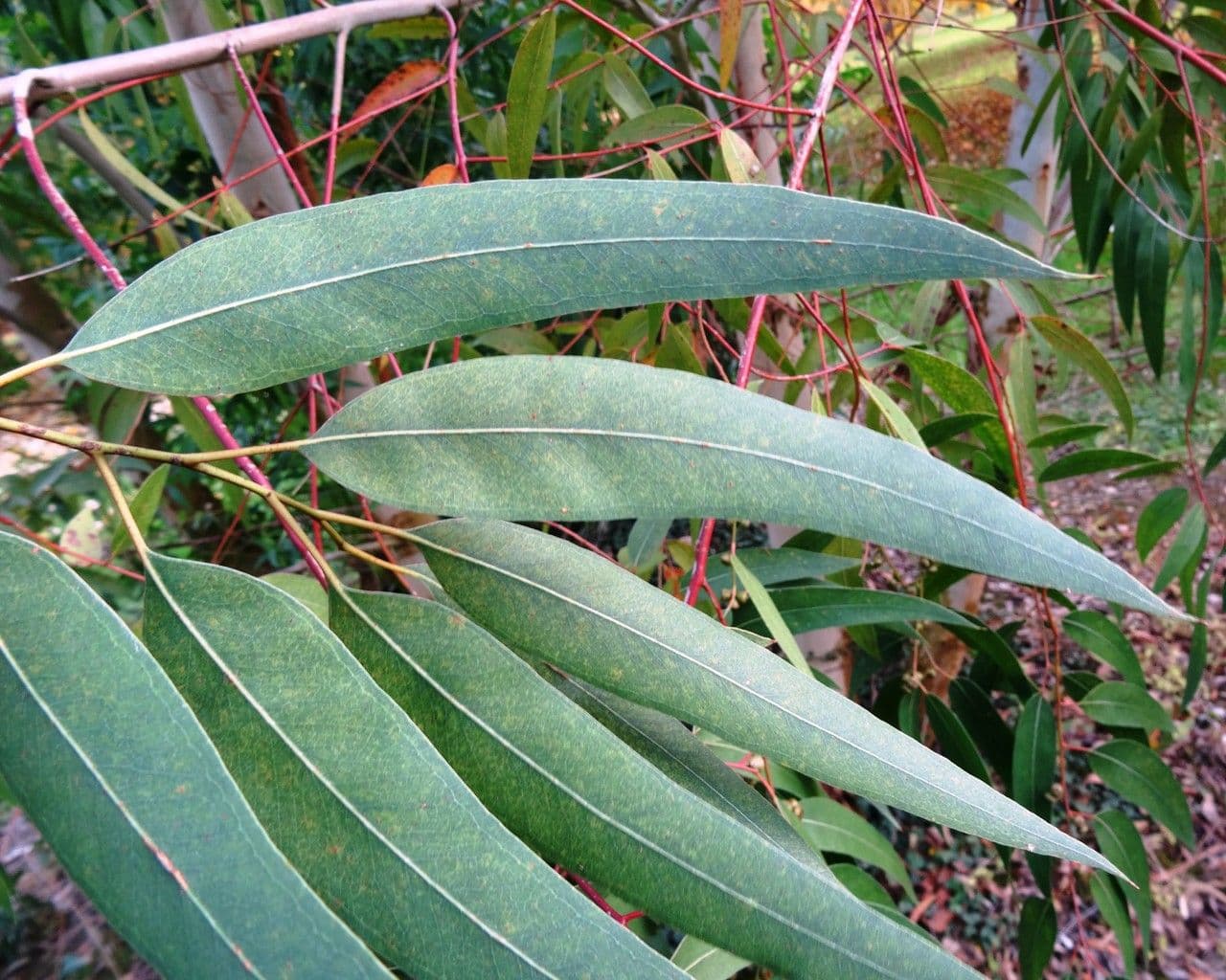 Schmuck-Eukalyptus 6