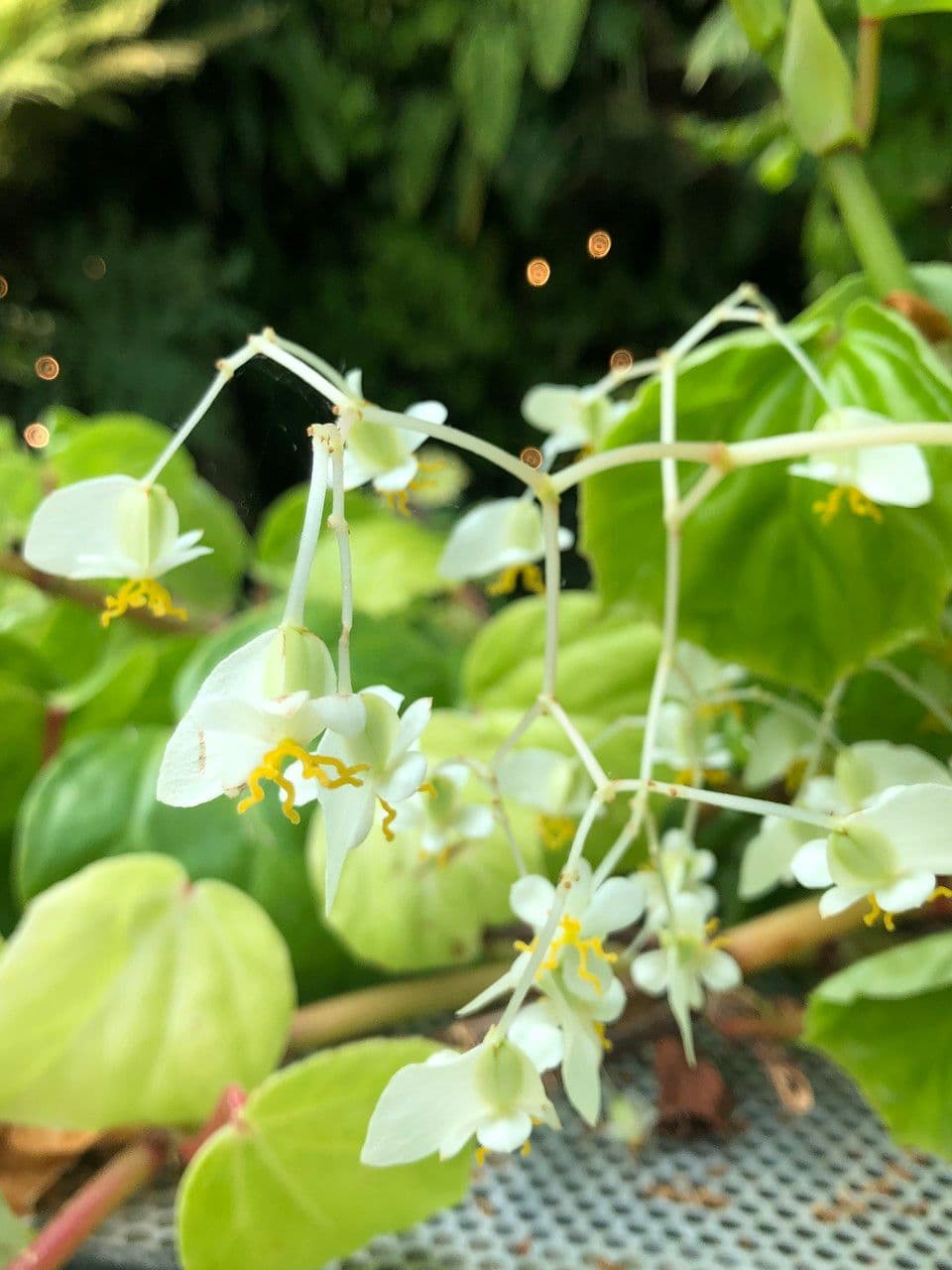 Begonia 3