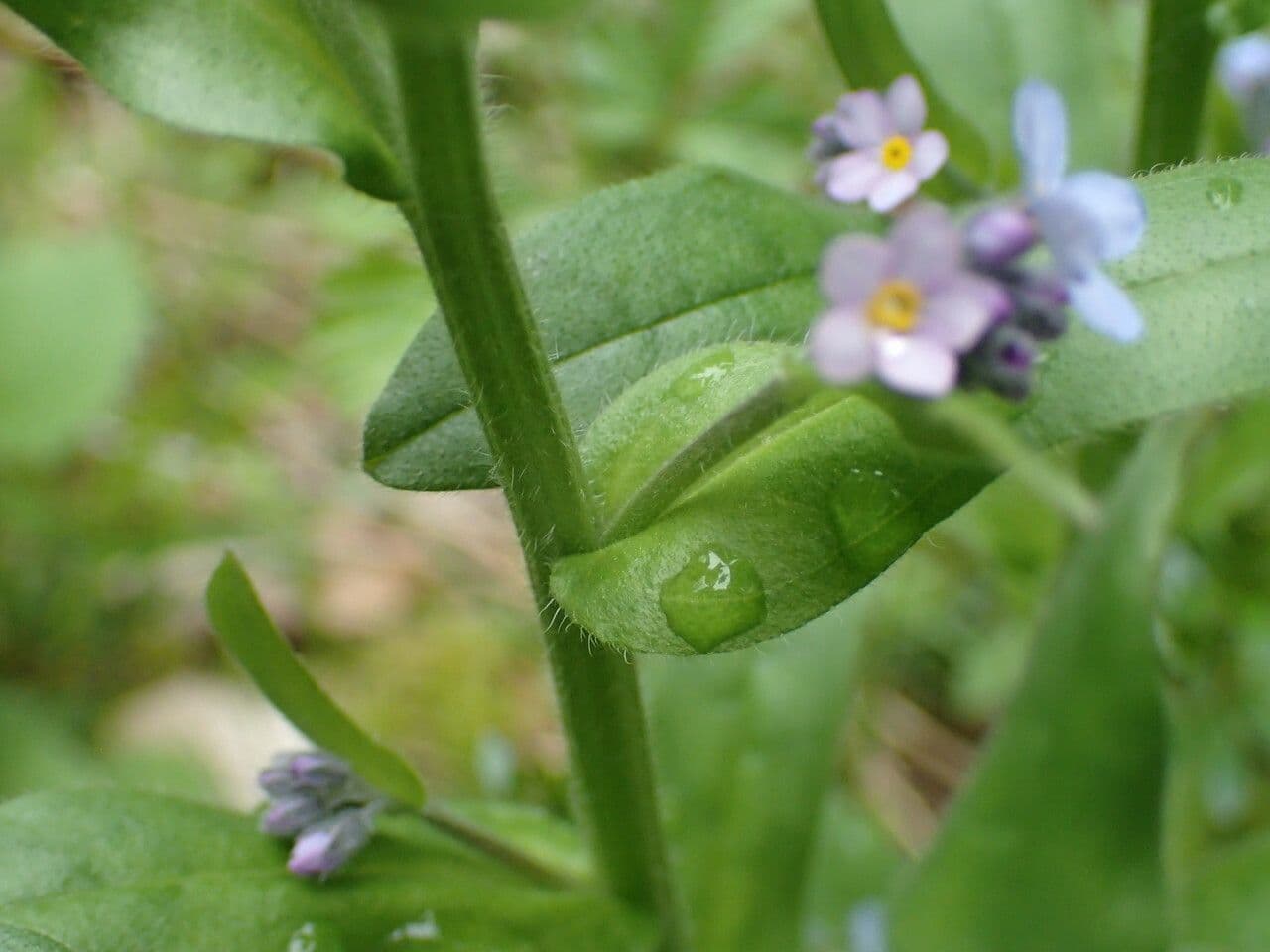 Myosotis décombant 16