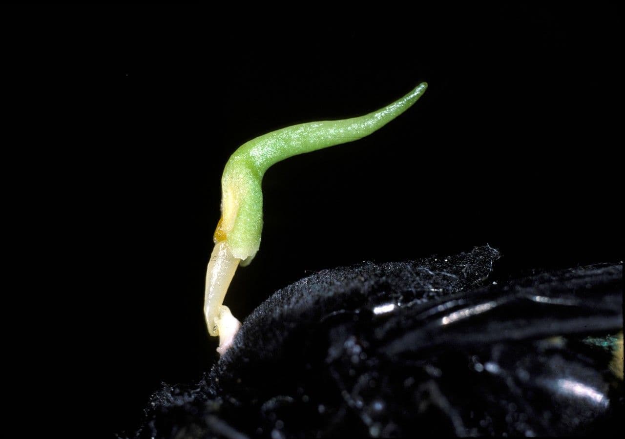 Bärtiges Katasetum 4