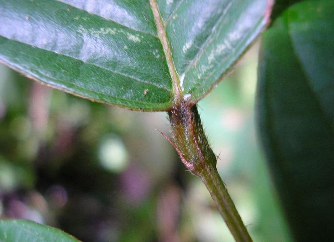 Macropsychanthus 18