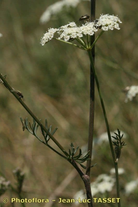 Seseli annuum 25