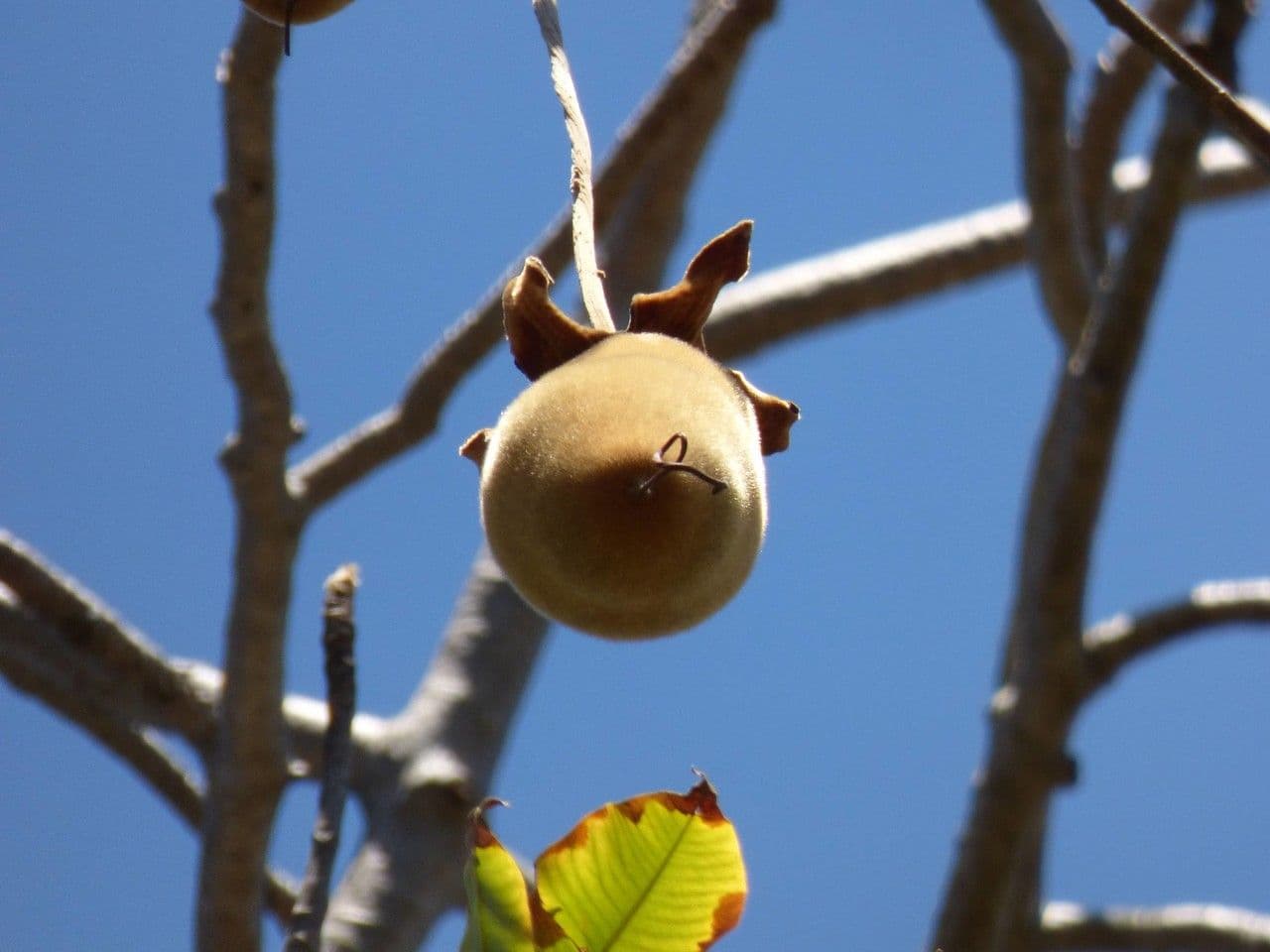 Baobab 2