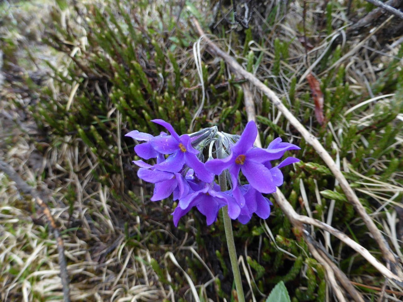 Primavera macrophylla 2