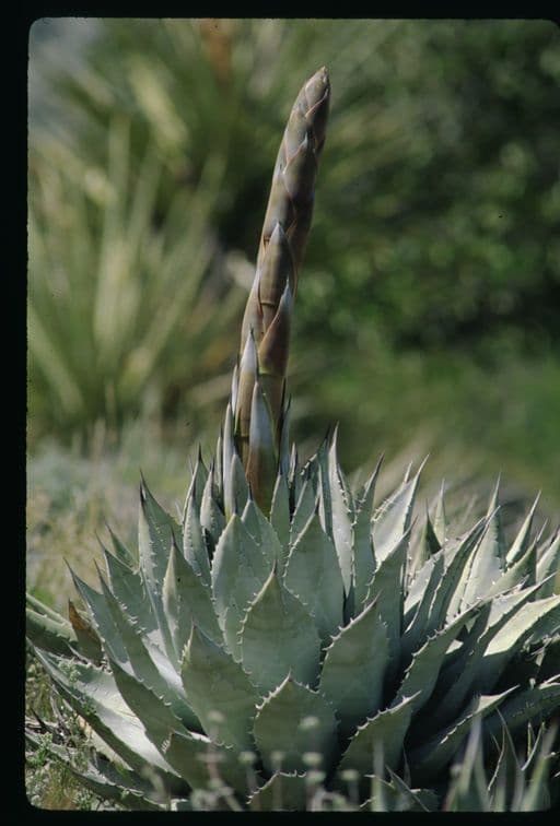 Wüsten-Agave 14