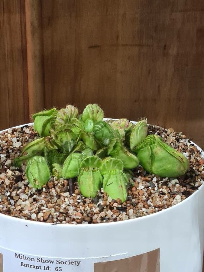 Cephalotus 13