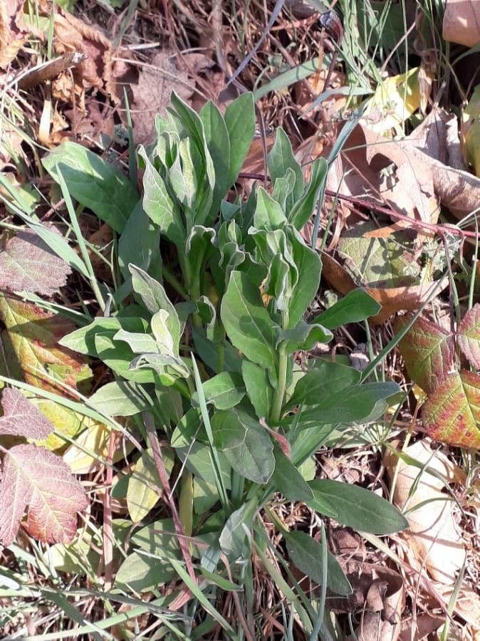 Draba 20