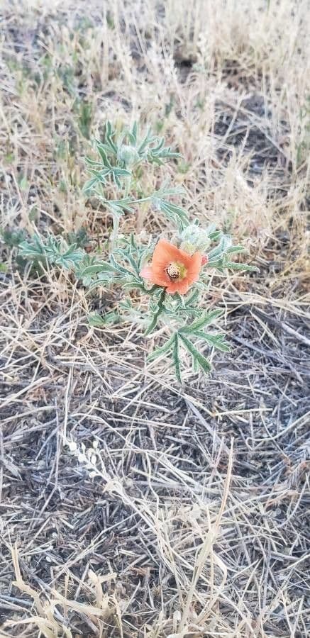 Malva de Rusby 5