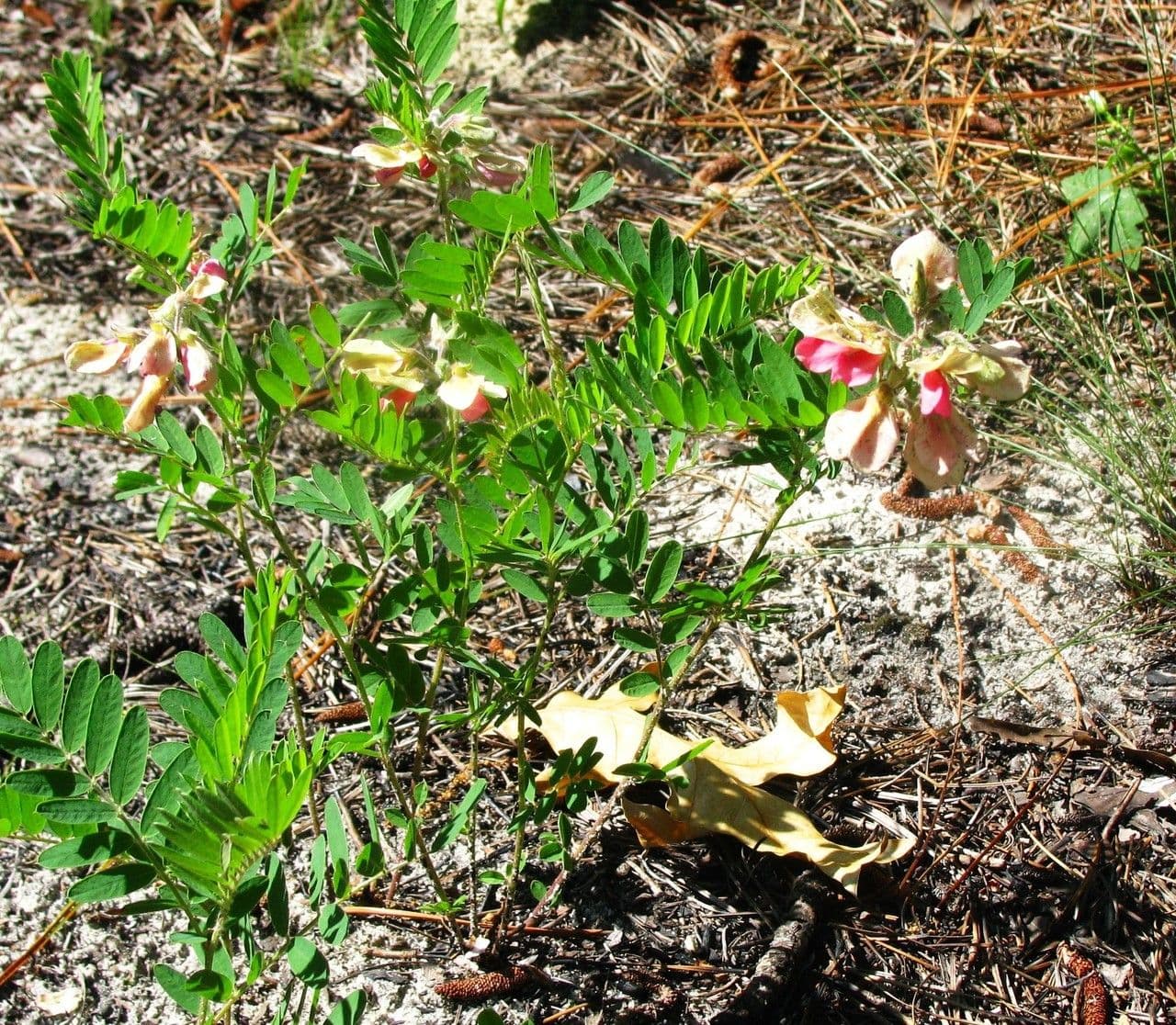 Tephrosia 9
