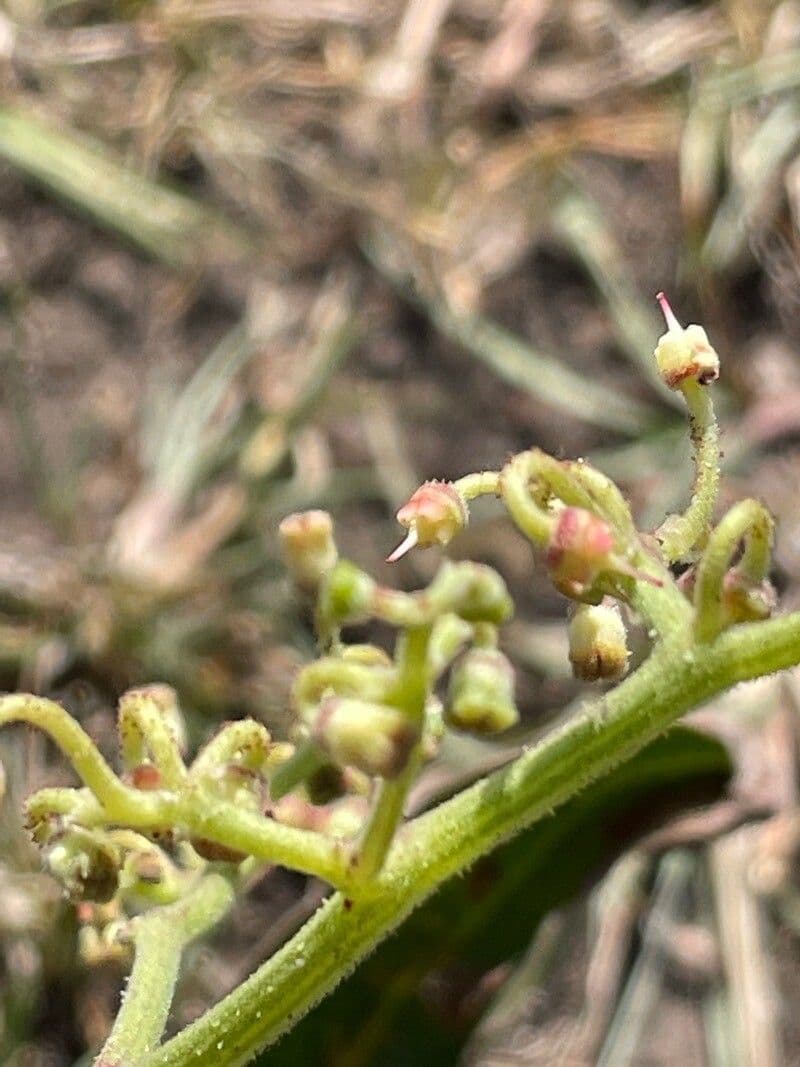 Cyphostemma 10