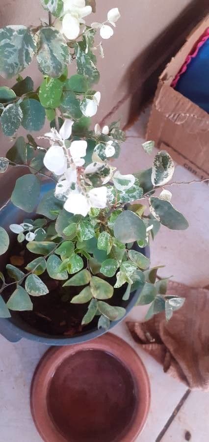 Breynia disticha 12