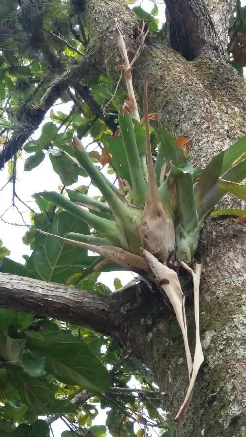 Aechmea bromeliifolia 9
