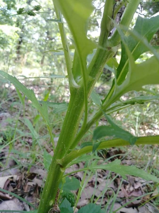 Lactuca 18