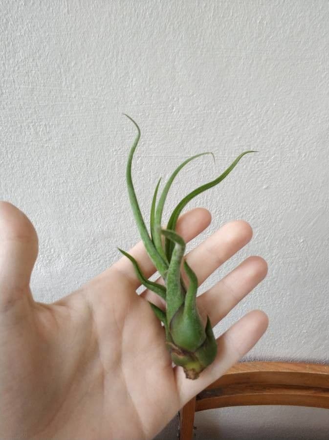 Tillandsia 13