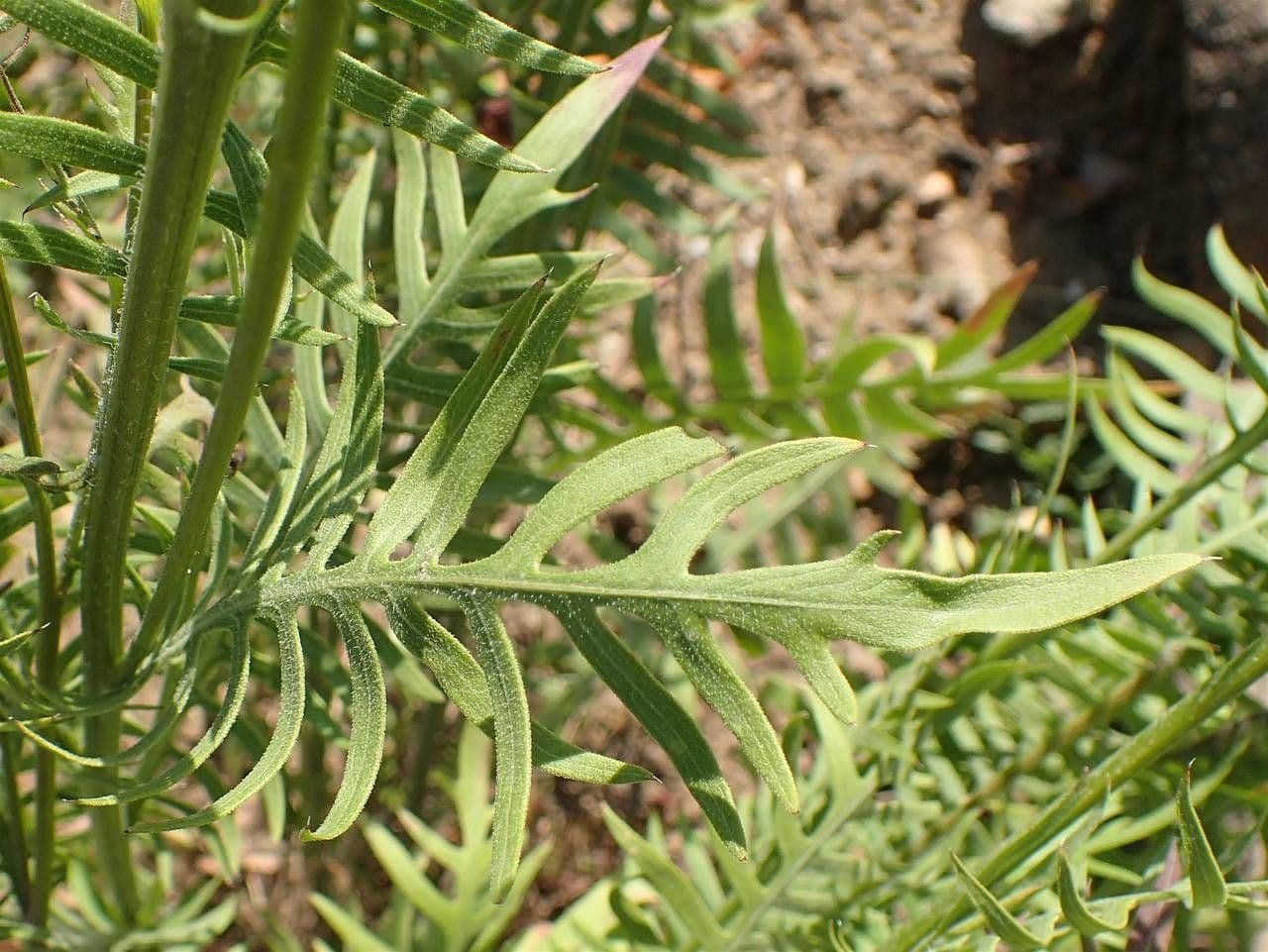 Klasea radiata 12