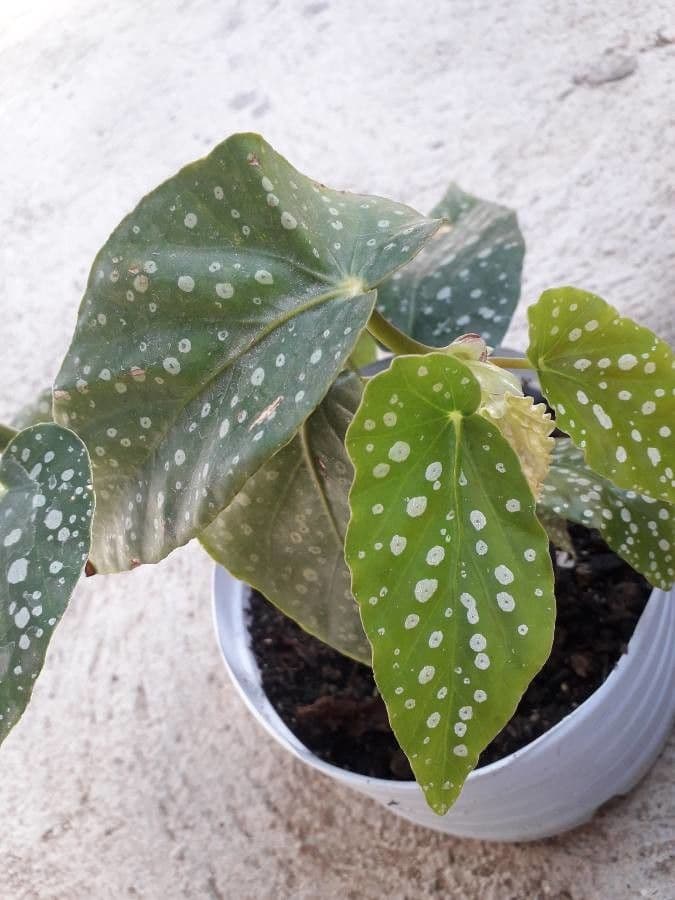 Begonia 18