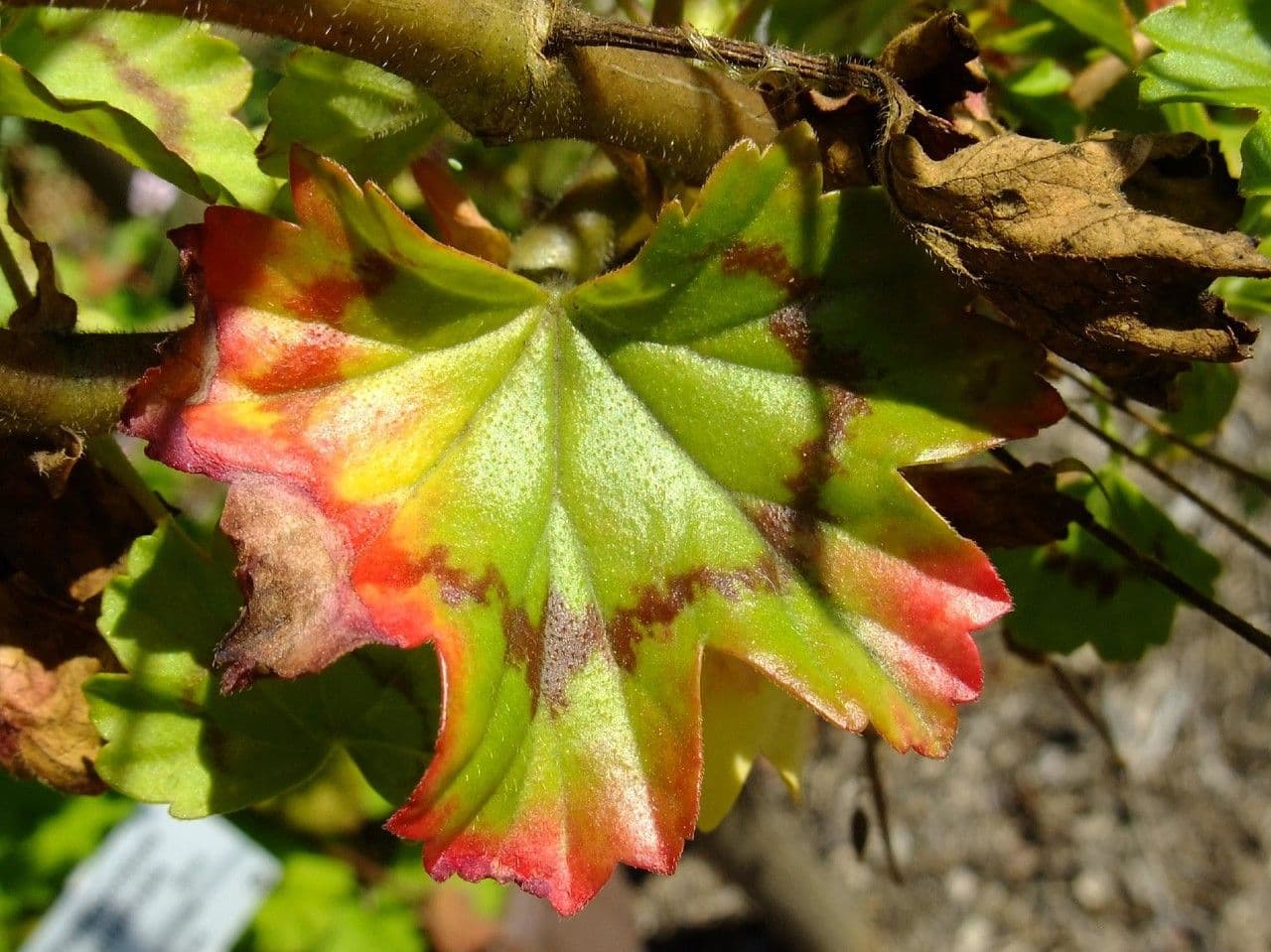 Géranium écarlate 7
