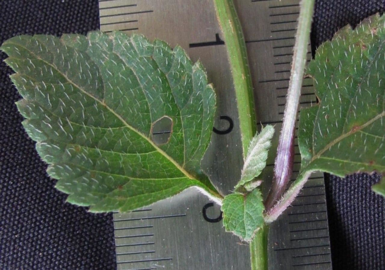 Salvia 16