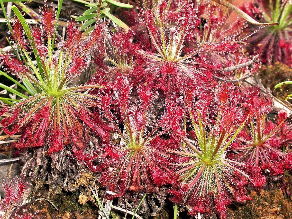 Drosera 3