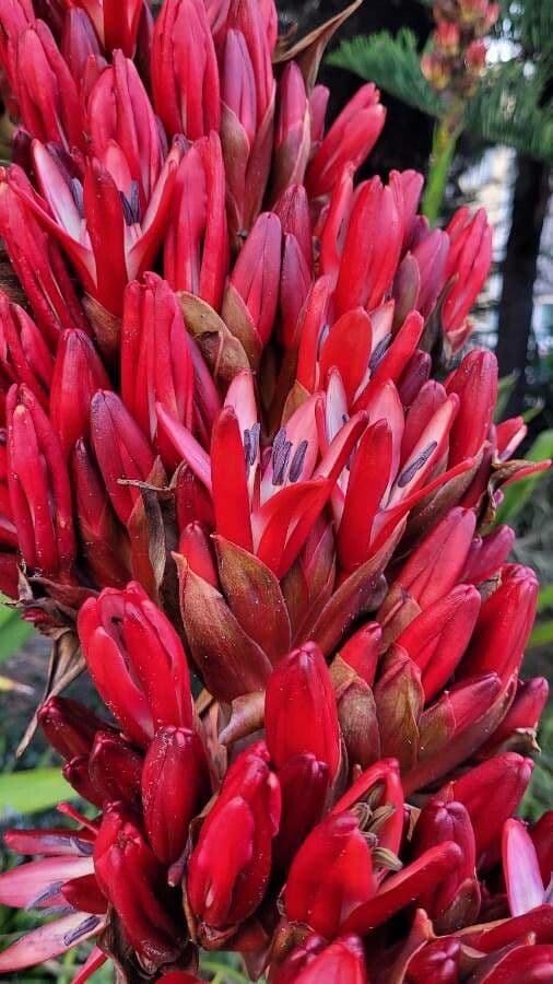 Doryanthes 6