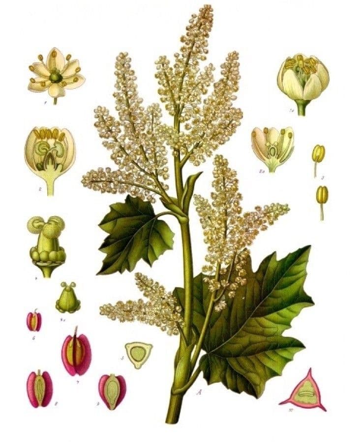 Rabarbaro officinale