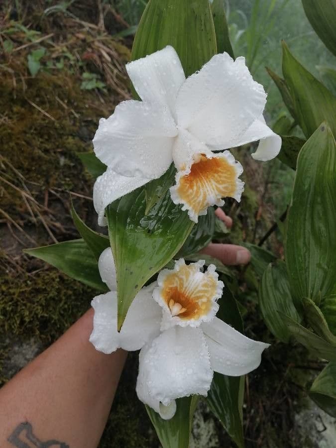 Sobralia 5