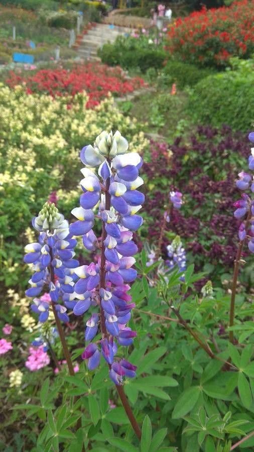 Lupinus texensis 5