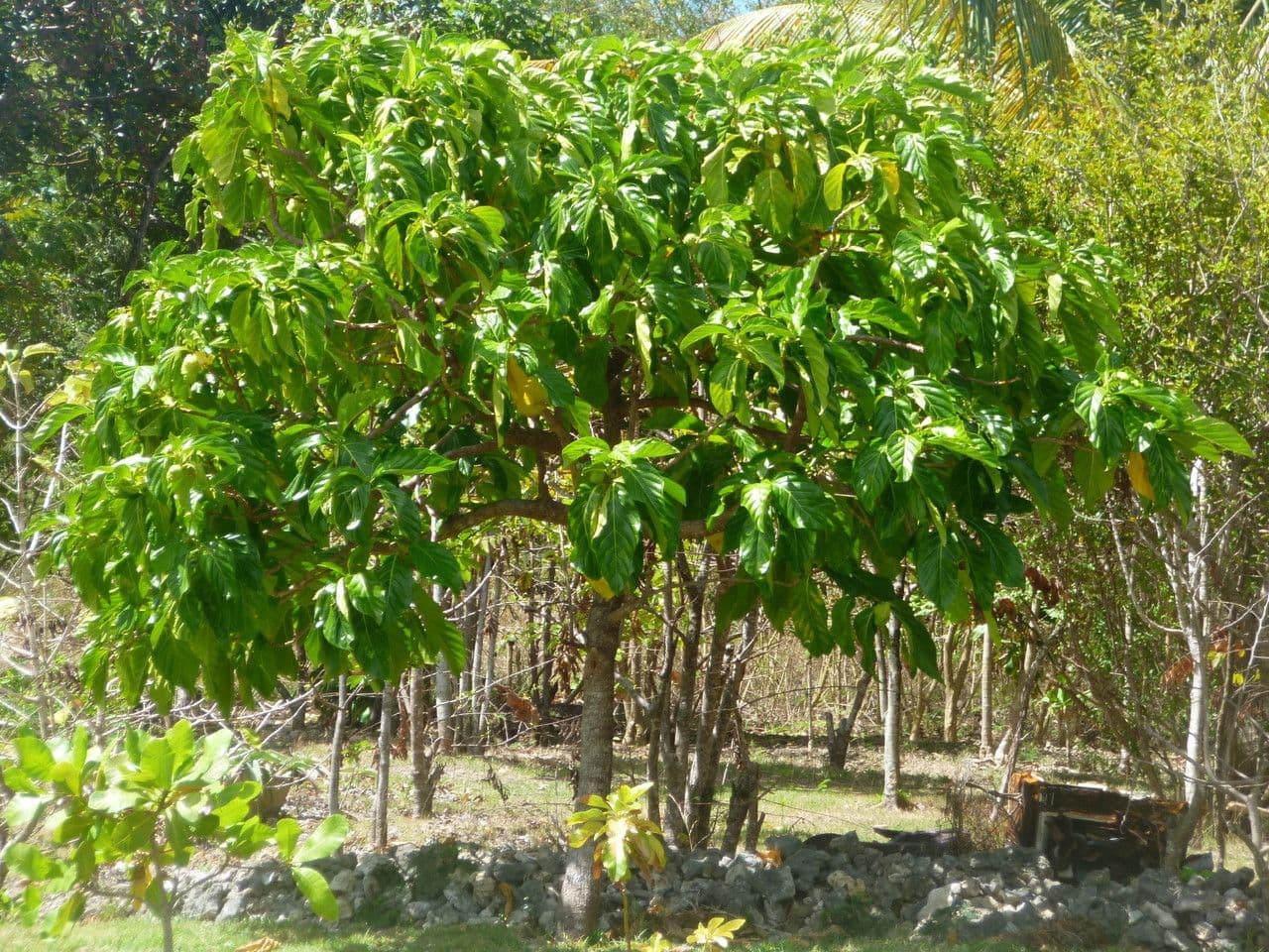 Indische Maulbeere 12