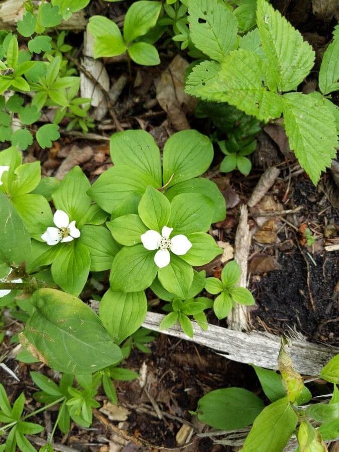 Cornus de Canadá 9