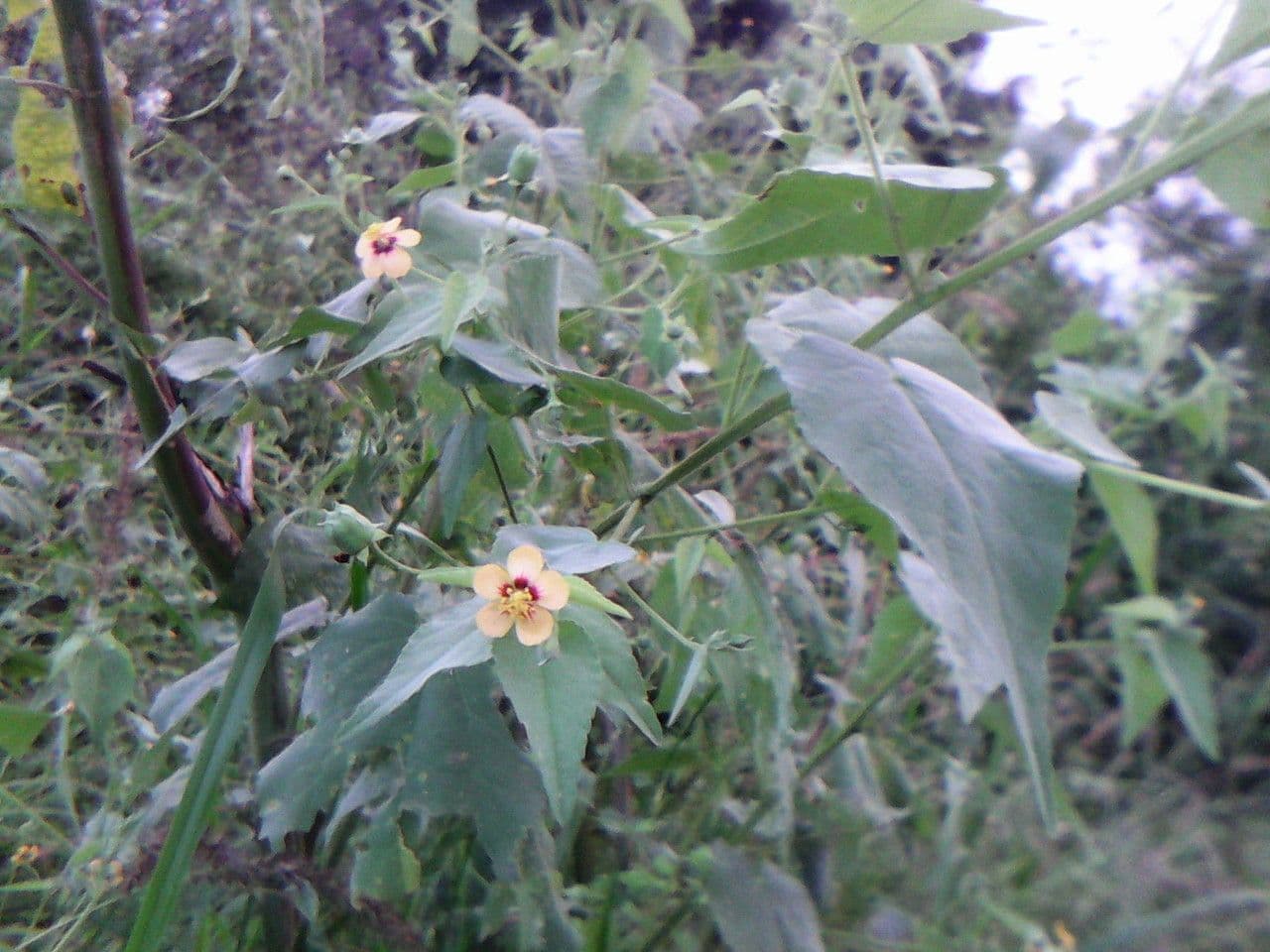 Abutilon trojbrázdý