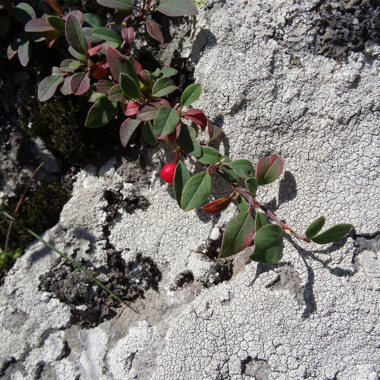 Cotoneaster de hoja entera 11