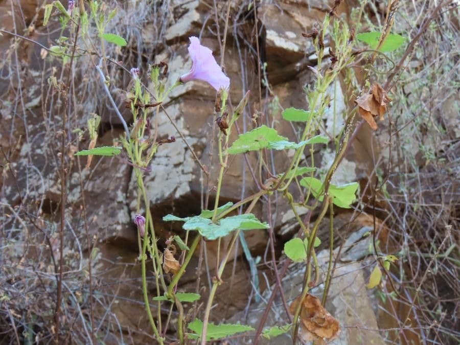 Ipomoea