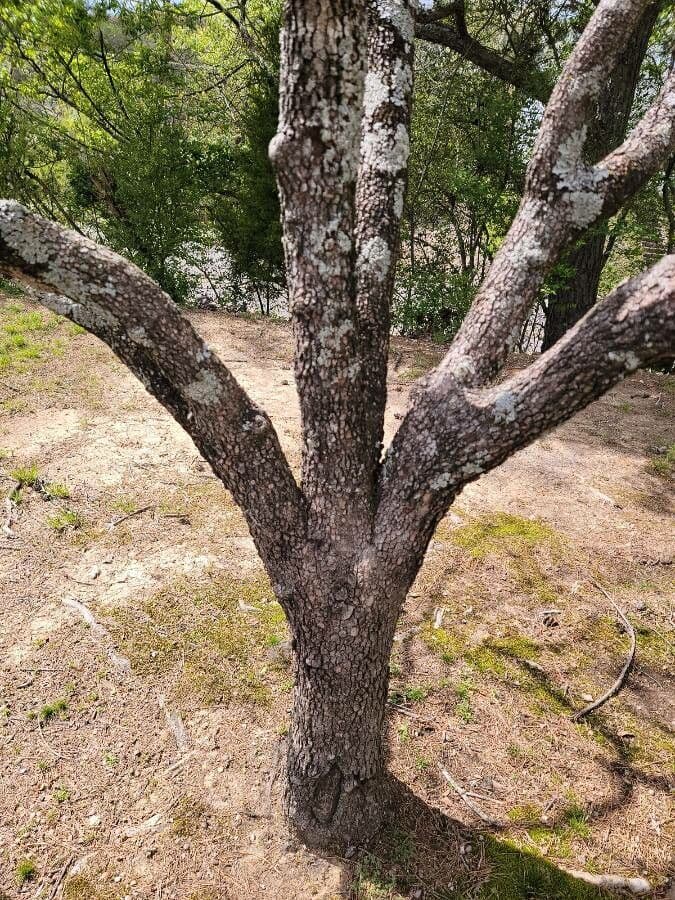 Blüten-Hartriegel 25