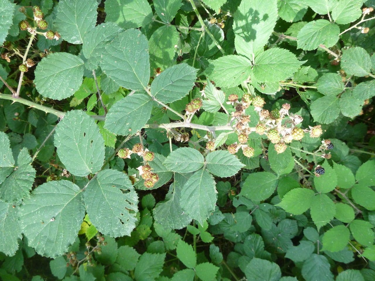 Rovo vestito 13
